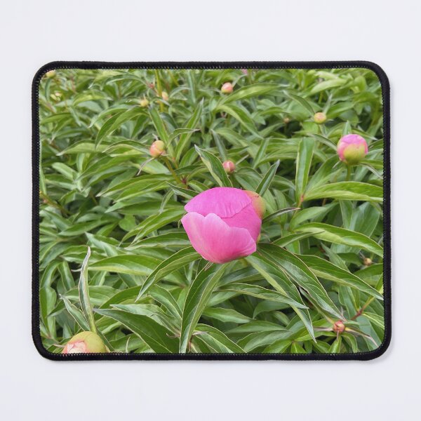 Item preview, Peony Pleasures 3 designed and sold by Abeink1030.