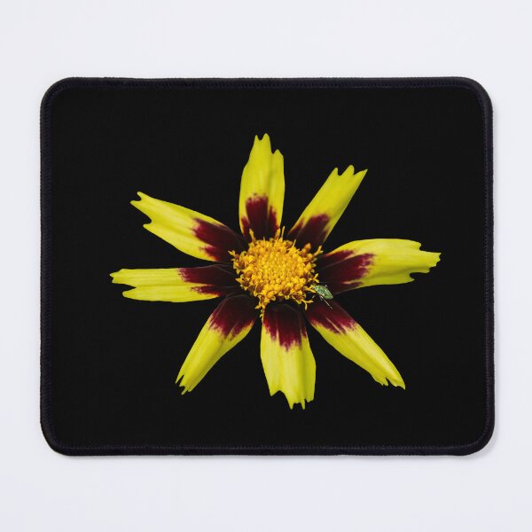 Item preview, The Jewel Among Petals — Iridescent beetle on gazania designed and sold by Susarellis.