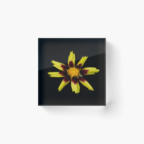 Item preview, The Jewel Among Petals — Iridescent beetle on gazania designed and sold by Susarellis.