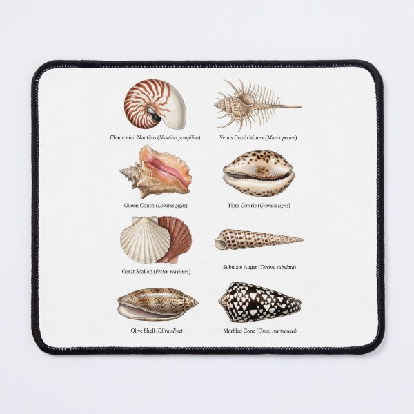Item preview, Seashell species designed and sold by ArunDandiboina.