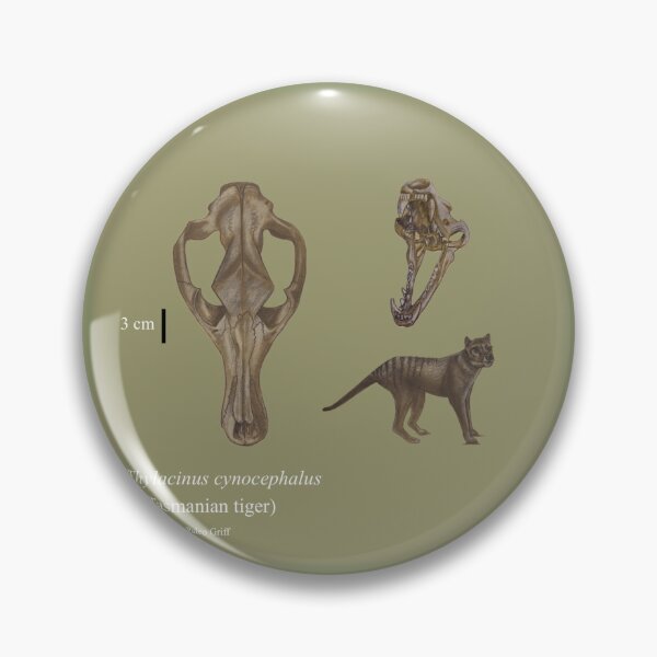 Item preview, Thylacine - Tasmanian Tiger scientific Illustration  designed and sold by Paleo Griff.
