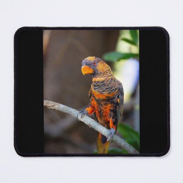 Item preview, Vibrant Dusky Lory Portrait - Exotic Tropical Bird Photography designed and sold by AbulailArt.