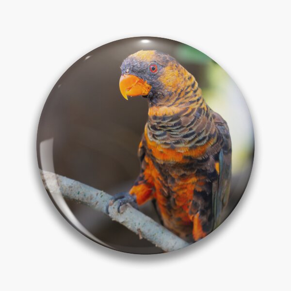 Item preview, Vibrant Dusky Lory Portrait - Exotic Tropical Bird Photography designed and sold by AbulailArt.