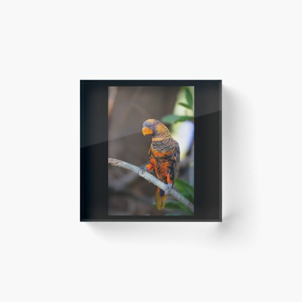 Item preview, Vibrant Dusky Lory Portrait - Exotic Tropical Bird Photography designed and sold by AbulailArt.