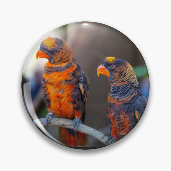 Item preview, Dusky Lory Parrots Perched - Tropical Wildlife Bird Photography designed and sold by AbulailArt.