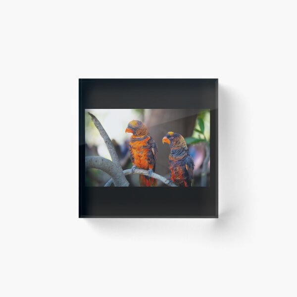 Item preview, Dusky Lory Parrots Perched - Tropical Wildlife Bird Photography designed and sold by AbulailArt.