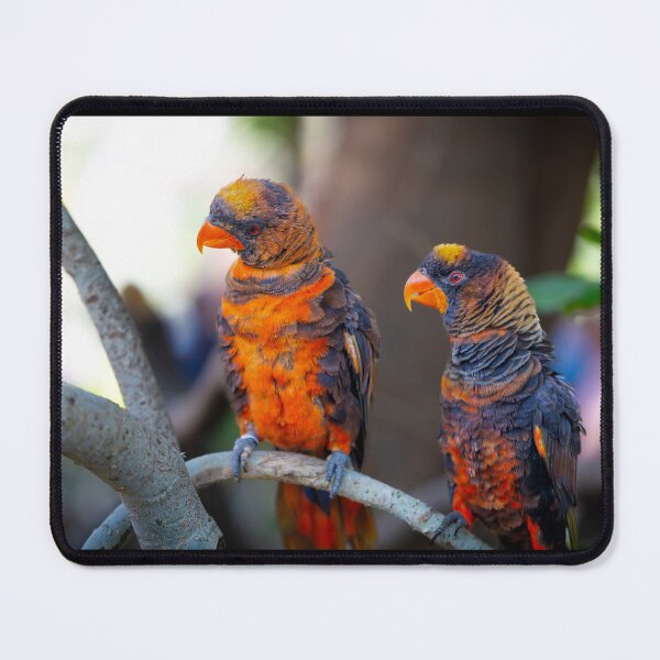 Item preview, Dusky Lory Parrots Perched - Tropical Wildlife Bird Photography designed and sold by AbulailArt.