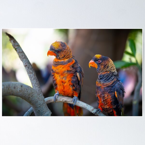 Item preview, Dusky Lory Parrots Perched - Tropical Wildlife Bird Photography designed and sold by AbulailArt.