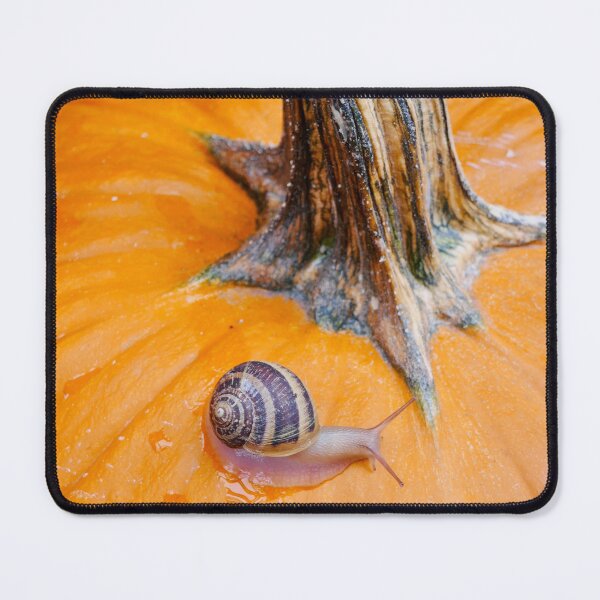 Item preview, Autumn discovery: Snail on Pumpkin designed and sold by sky earth human.