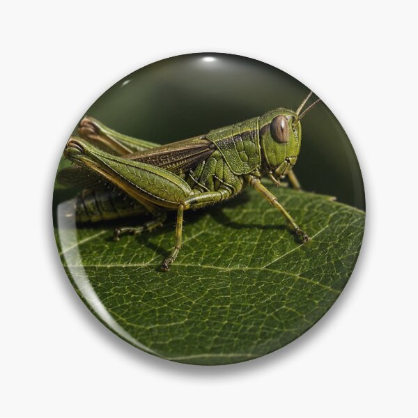 Item preview, Macro Grasshopper on Leaf, Nature Photography Wall Art, Botanical Aesthetic Poster designed and sold by DrizzyV.