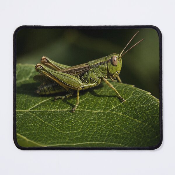 Item preview, Macro Grasshopper on Leaf, Nature Photography Wall Art, Botanical Aesthetic Poster designed and sold by DrizzyV.