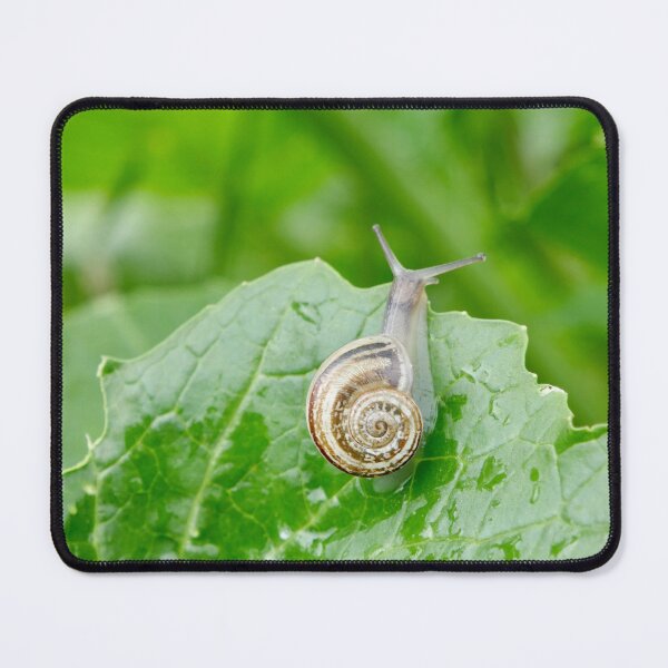 Item preview, Morning Journey: Snail on a Rain-Kissed Leaf designed and sold by sky earth human.
