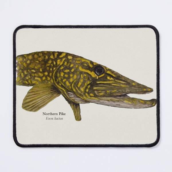 Item preview, Northern Pike Head Painting designed and sold by Stephen Emms.