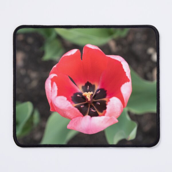 Item preview, One Vibrant Pink Tulip in Bloom designed and sold by Georgia Mizuleva.