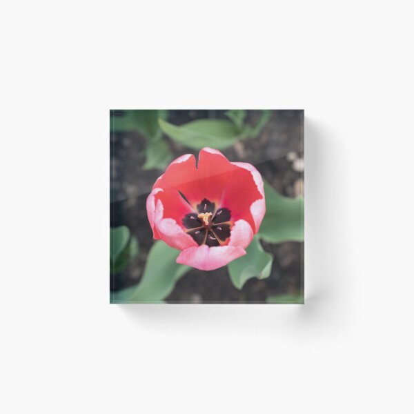 Item preview, One Vibrant Pink Tulip in Bloom designed and sold by Georgia Mizuleva.