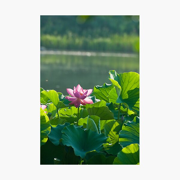 Item preview, Pink Lotus Flower designed and sold by Jarede Schmetterer.