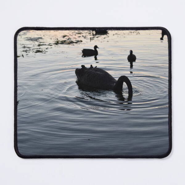 Item preview, Swan diving for water in the afternoon at Ironbark Lake designed and sold by getmybookstore.