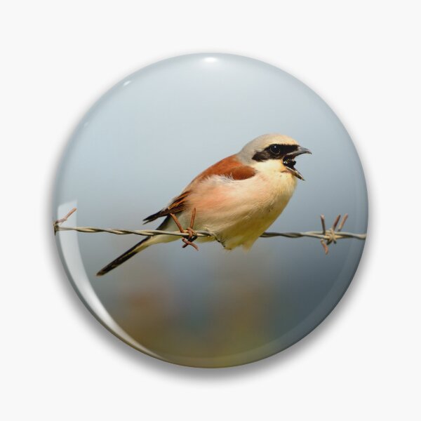 Item preview, Red Backed Shrike Perched on Barbed Wire Singing in Nature designed and sold by onubi.