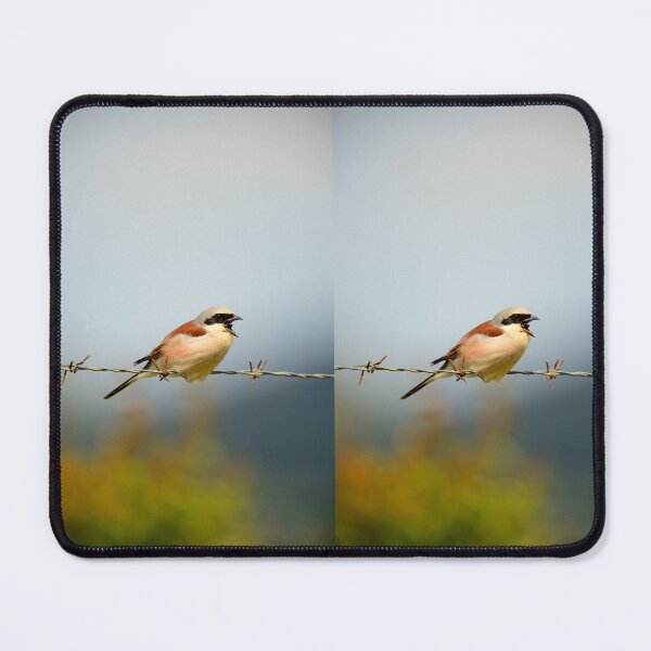 Item preview, Red Backed Shrike Perched on Barbed Wire Singing in Nature designed and sold by onubi.