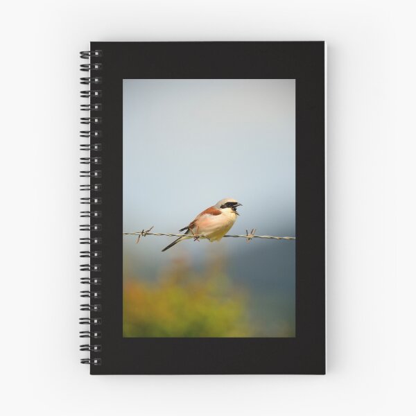 Item preview, Red Backed Shrike Perched on Barbed Wire Singing in Nature designed and sold by onubi.