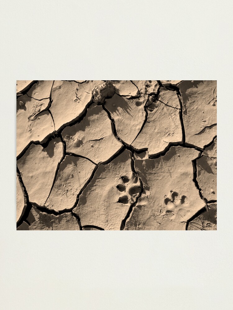 Alternate view of Invisible predator Photographic Print