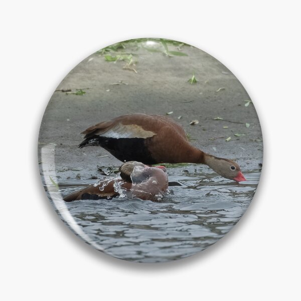 Item preview, Black-Bellied Whistling Ducks Bathing designed and sold by Pondside-Pics.