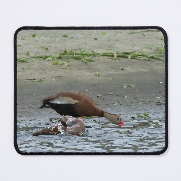 Item preview, Black-Bellied Whistling Ducks Bathing designed and sold by Pondside-Pics.