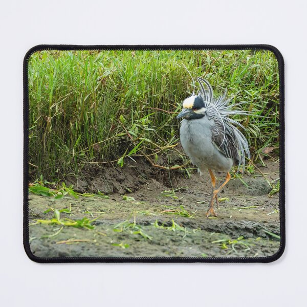 Item preview, Yellow-Crowned Night Heron Showing Off designed and sold by Pondside-Pics.