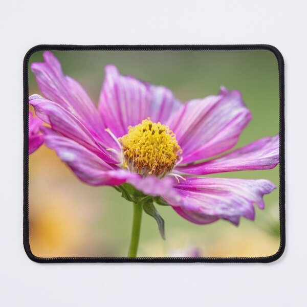 Item preview, Radiant Pink Cosmos designed and sold by little_macro_love.