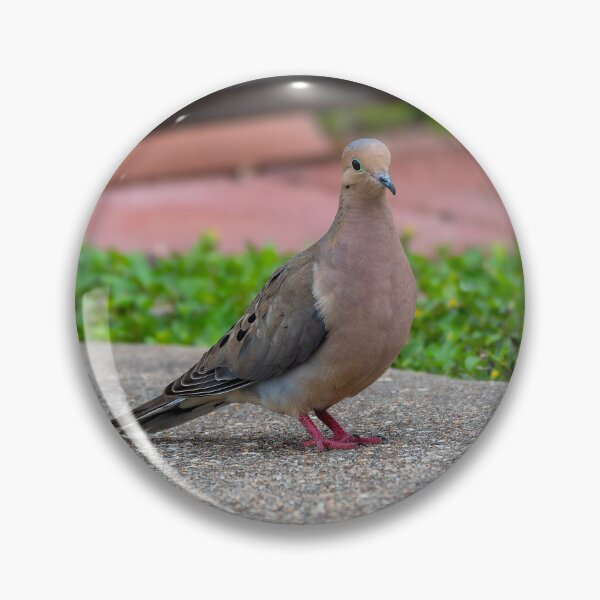 Item preview, Mourning Dove in the Morning Light designed and sold by Pondside-Pics.