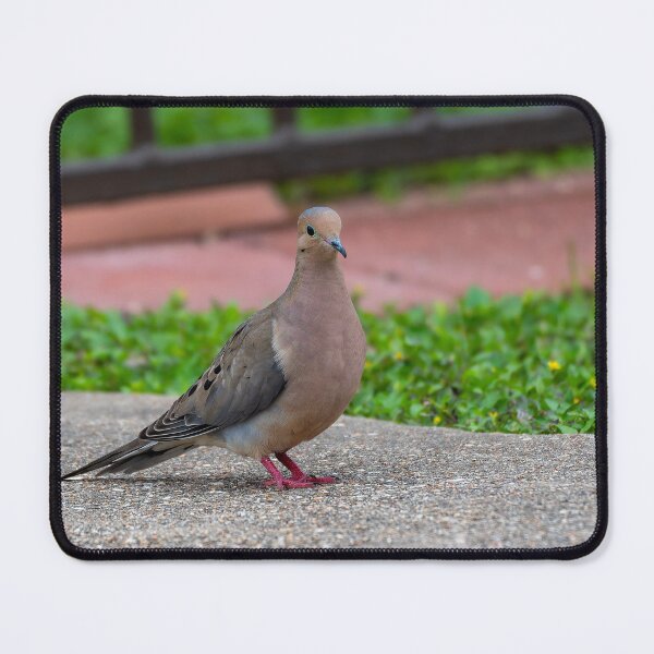 Item preview, Mourning Dove in the Morning Light designed and sold by Pondside-Pics.