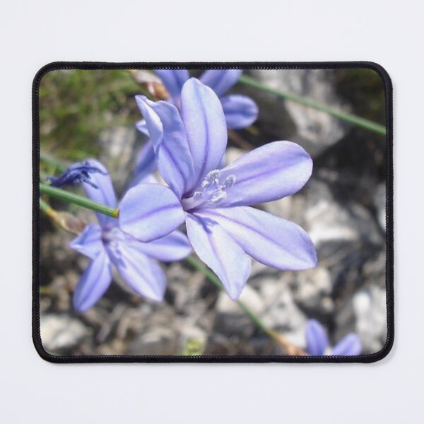 Item preview, An Aphyllanthus designed and sold by MirelleHDB.