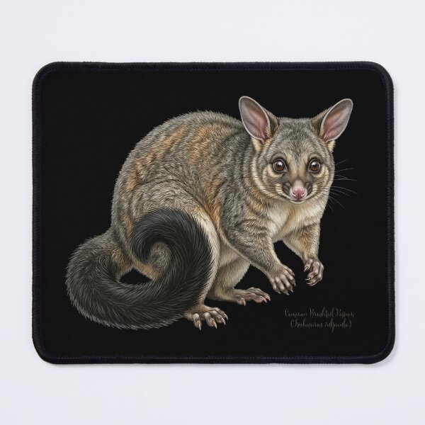 Item preview, Midnight Marauder: Common Brushtail Possum (Trichosurus vulpecula) designed and sold by FreiherrPK.
