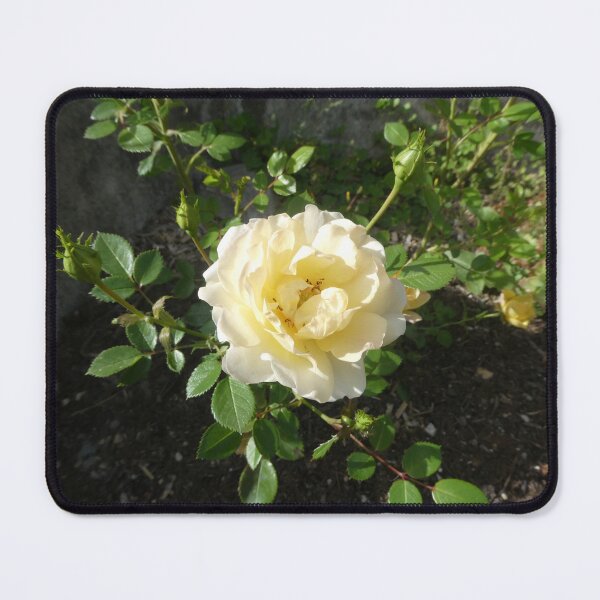 Item preview, a yellow rose designed and sold by MirelleHDB.