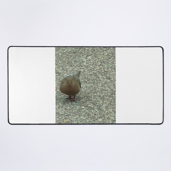 Item preview, Graceful Rock Dove in Natural Pose. designed and sold by Pearls1.