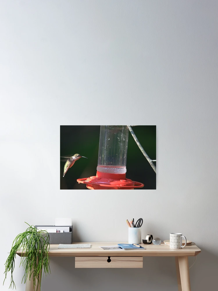 Thumbnail 2 of 3, Poster, Flying Hummingbird designed and sold by Mike Cicero.