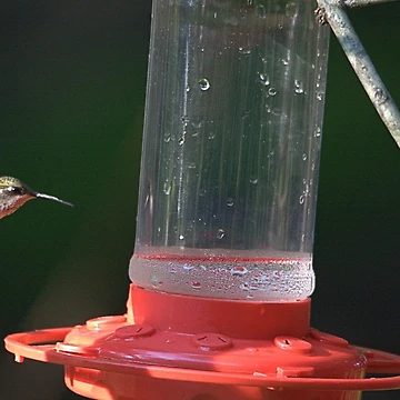 Artwork thumbnail, Flying Hummingbird by Mike Cicero