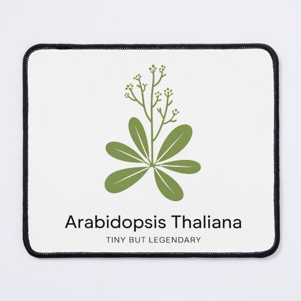 Item preview, Arabidopsis Thaliana Tiny But Legendary – Minimalist Botanical Science Design designed and sold by ArcticFoxStudio.