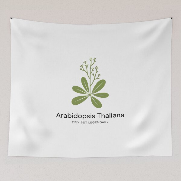 Artikelvorschau, Arabidopsis Thaliana – Klein, aber legendär – Minimalistisches Design für botanische Wissenschaft entworfen und verkauft von ArcticFoxStudio.