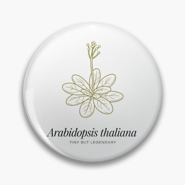 Artikelvorschau, Arabidopsis Thaliana – Klein, aber legendär – Minimalistisches Design für botanische Wissenschaft entworfen und verkauft von ArcticFoxStudio.