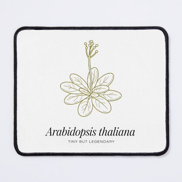 Item preview, Arabidopsis Thaliana Tiny But Legendary – Minimalist Botanical Science Design designed and sold by ArcticFoxStudio.