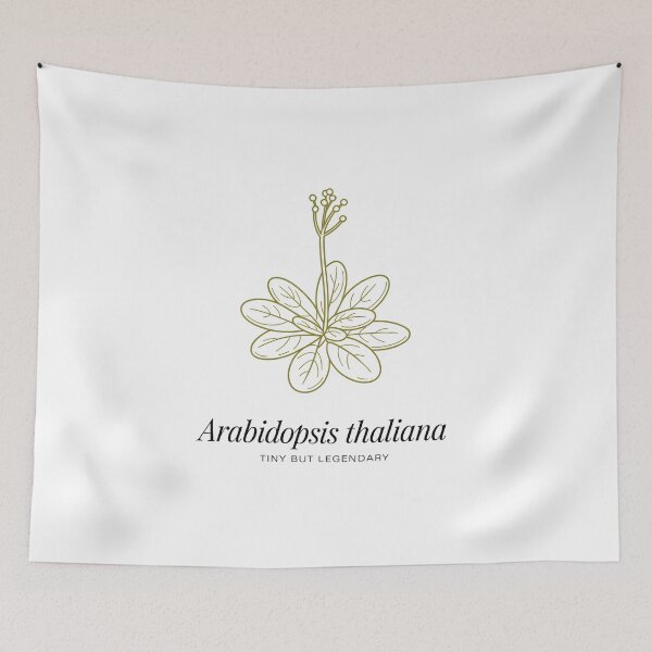 Artikelvorschau, Arabidopsis Thaliana – Klein, aber legendär – Minimalistisches Design für botanische Wissenschaft entworfen und verkauft von ArcticFoxStudio.