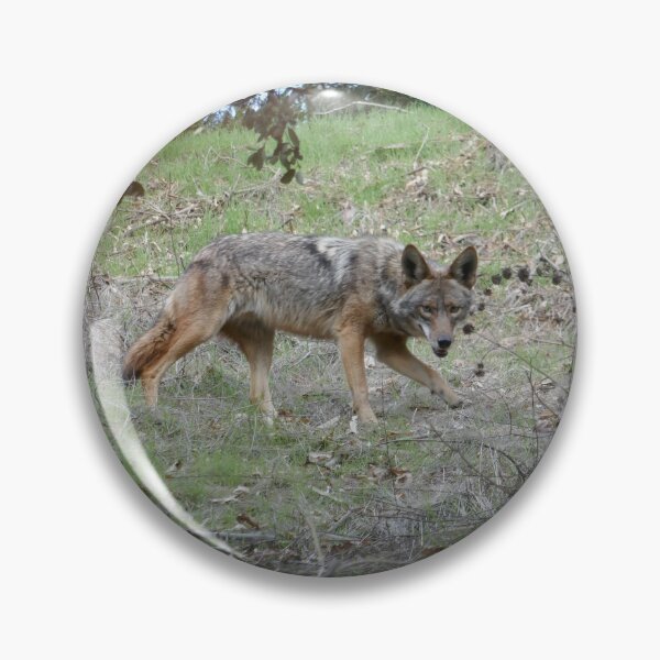 Item preview, The Watchful Wanderer: American Coyote designed and sold by sky earth human.