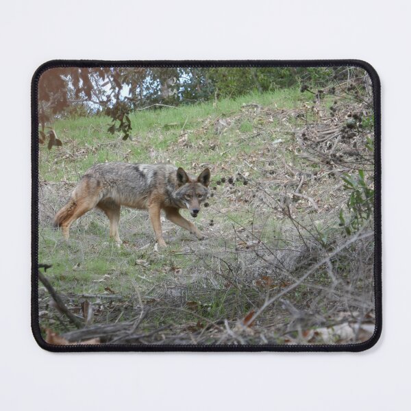 Item preview, The Watchful Wanderer: American Coyote designed and sold by sky earth human.