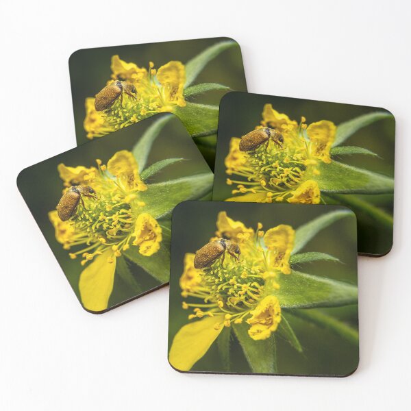 Item preview, Golden Visitor — Beetle on a Yellow Wildflower designed and sold by Rabee Khalil Photography.