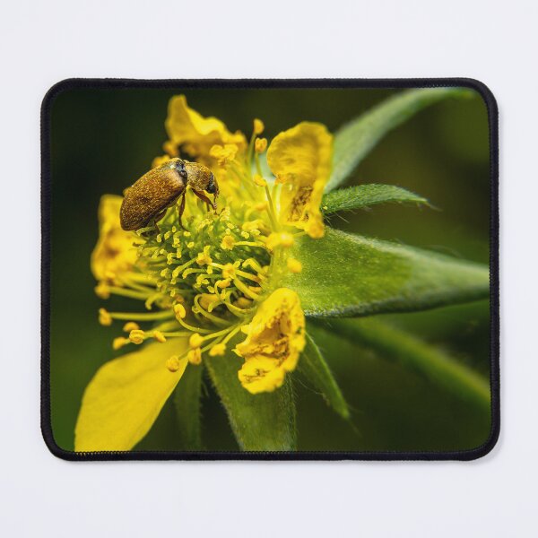 Item preview, Golden Visitor — Beetle on a Yellow Wildflower designed and sold by Rabee Khalil Photography.