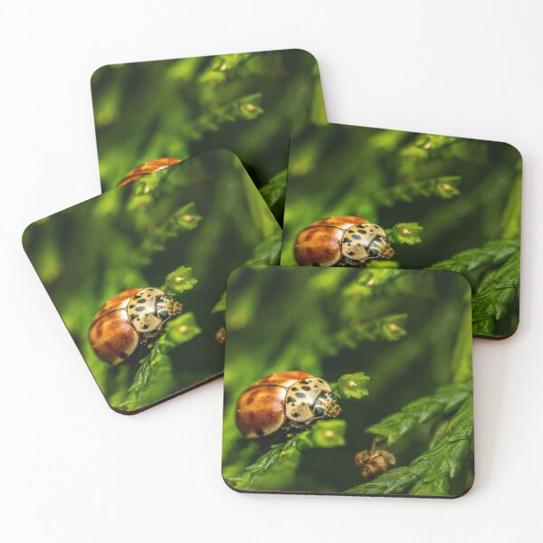 Item preview, he Harlequin — Unusual Ladybird on Green Conifer designed and sold by Rabee Khalil Photography.