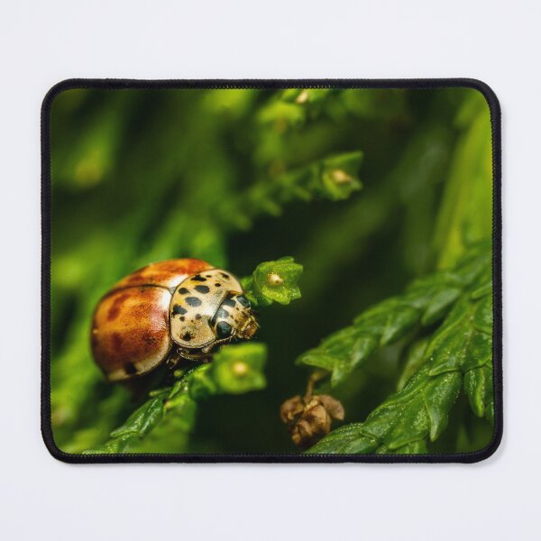 Item preview, he Harlequin — Unusual Ladybird on Green Conifer designed and sold by Rabee Khalil Photography.