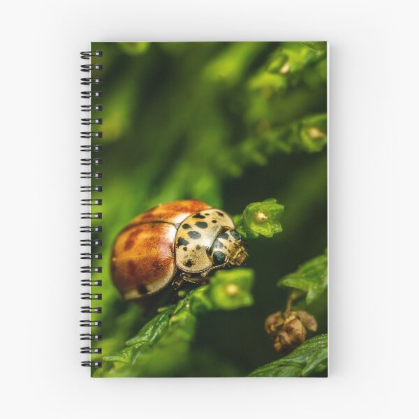 Item preview, he Harlequin — Unusual Ladybird on Green Conifer designed and sold by Rabee Khalil Photography.