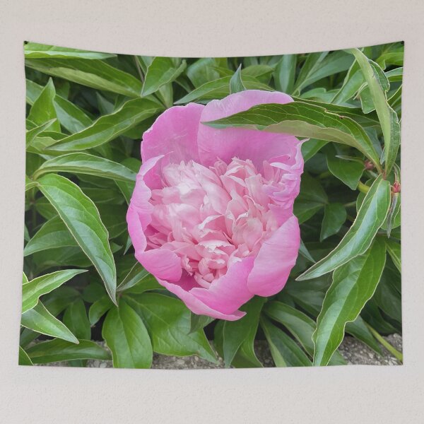 Item preview, Peony Pleasures 9 designed and sold by Abeink1030.